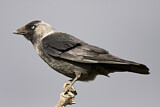 Image. Dohle