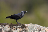 Image. Dohle