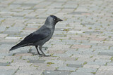 Image. Dohle
