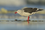 Image. Dolphin Gull