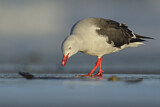 Image. Dolphin Gull
