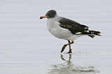 Image. Dolphin Gull