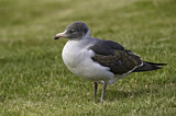 Image. Dolphin Gull