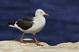 Image. Dolphin Gull