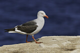 Image. Dolphin Gull