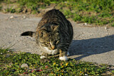 Image. Domestic Cat 