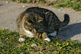 Image. Domestic Cat 