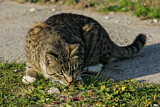 Image. Domestic Cat 