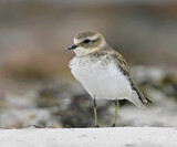 Image. Doppelband-Regenpfeifer