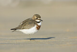 Image. Doppelband-Regenpfeifer