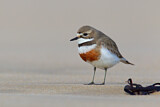 Image. Doppelband-Regenpfeifer