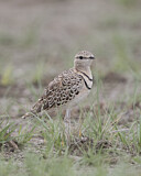 Image. Doppelband-Rennvogel