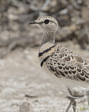 Image. Doppelband-Rennvogel