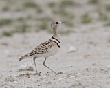 Image. Doppelband-Rennvogel