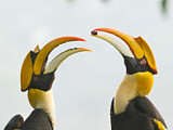 Image. Doppelhornvogel