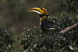 Image. Doppelhornvogel