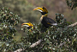 Image. Doppelhornvogel