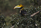 Image. Doppelhornvogel
