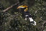 Image. Doppelhornvogel