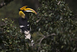 Image. Doppelhornvogel
