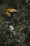 Image. Doppelhornvogel