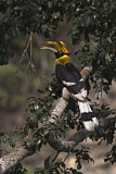 Image. Doppelhornvogel