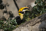 Image. Doppelhornvogel