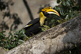 Image. Doppelhornvogel