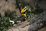 Image. Doppelhornvogel