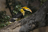 Image. Doppelhornvogel