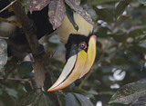 Image. Doppelhornvogel
