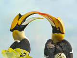 Image. Doppelhornvogel