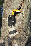Image. Doppelhornvogel