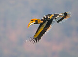 Image. Doppelhornvogel