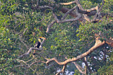 Image. Doppelhornvogel