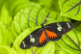 Image. Doris Longwing