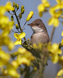 Image. Dorngrasmücke