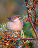 Image. Dorngrasmücke