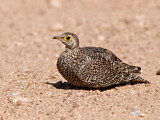 Image. Double-banded Sandgrouse