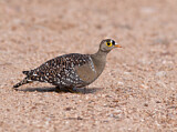 Image. Double-banded Sandgrouse