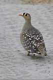 Image. Double-banded Sandgrouse