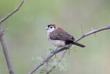 Image. Double-barred Finch