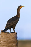 Image. Double-crested Cormorant