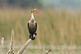 Image. Double-crested Cormorant