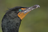 Image. Double-crested Cormorant