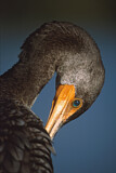 Image. Double-crested Cormorant