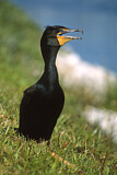 Image. Double-crested Cormorant