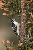 Image. Downy Woodpecker