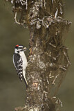 Image. Downy Woodpecker