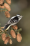 Image. Downy Woodpecker